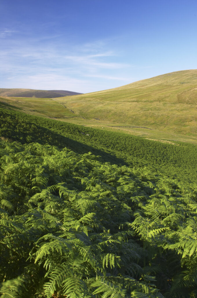 ENGLAND, Cumbria, Lake District National Park. Summer ferns on the slopes of the valley between Lonscale and blease fell, along the Cumbria Way.