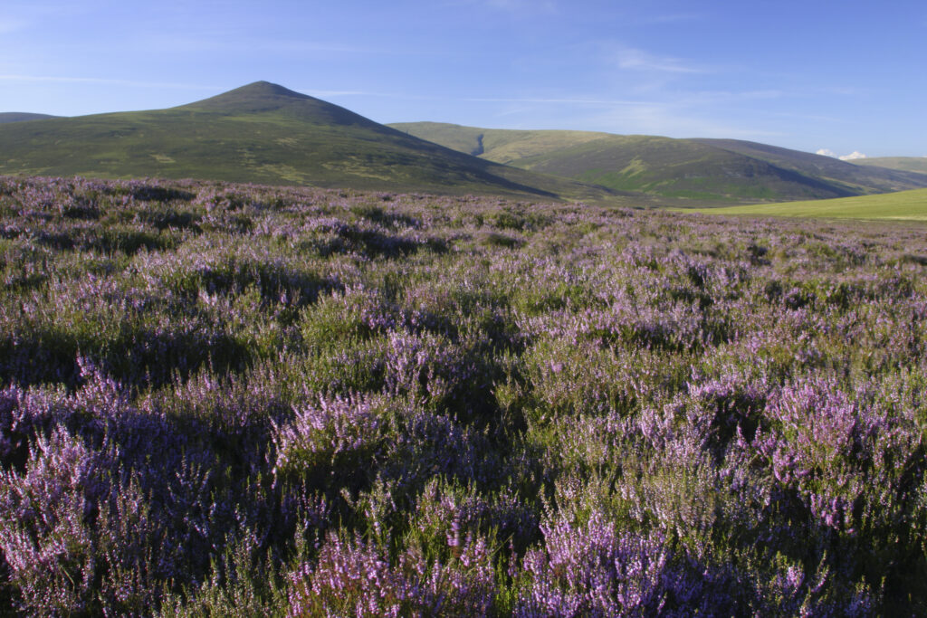 ENGLAND, Cumbria, Lake District National Park. The purple flowers of heather on moorland on lower Lonscale fell