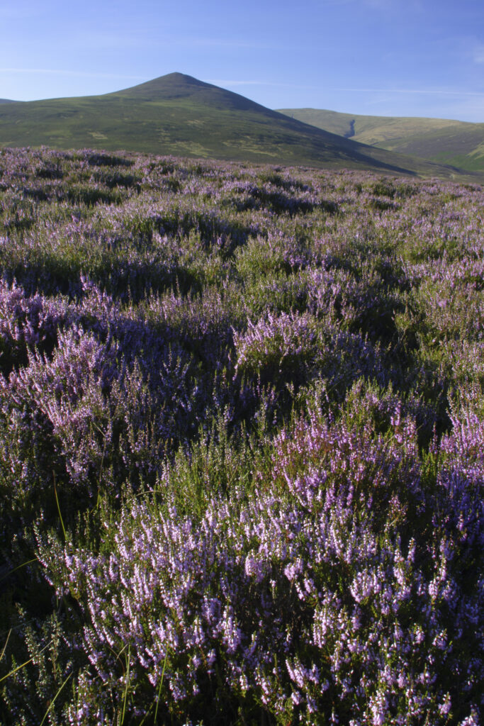 ENGLAND, Cumbria, Lake District National Park. The purple flowers of heather on moorland on lower Lonscale fell