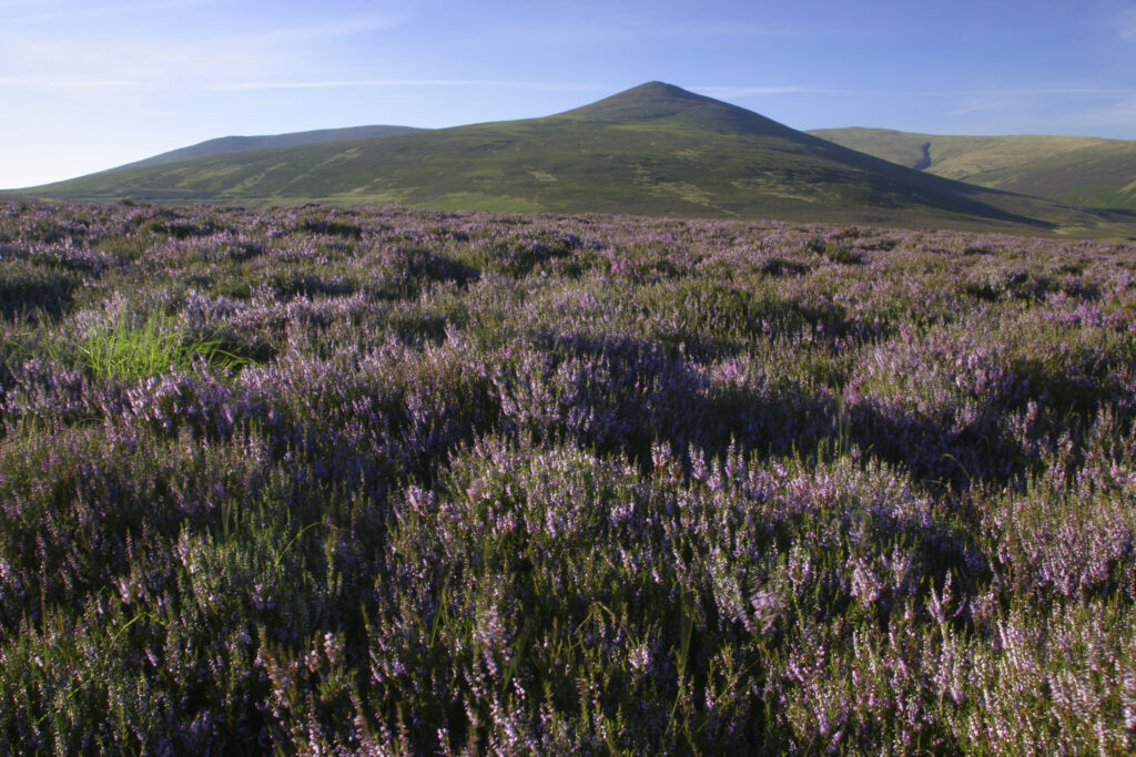 ENGLAND, Cumbria, Lake District National Park. The purple flowers of heather on moorland on lower Lonscale fell
