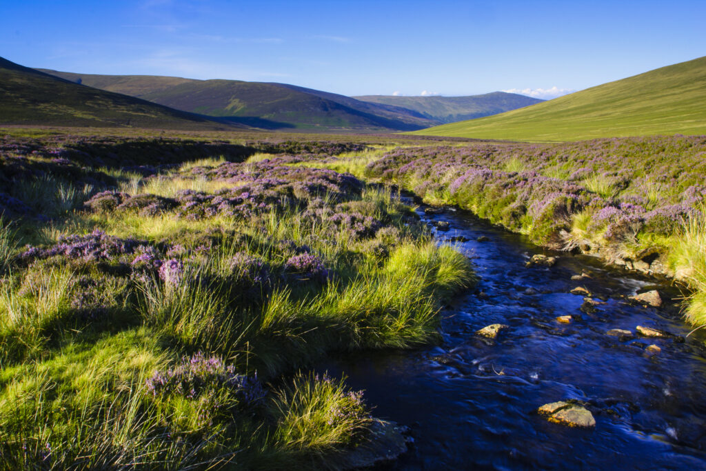 ENGLAND, Cumbria, Lake District National Park. Stream and the purple flowers of heather on moorland on lower Lonscale fell