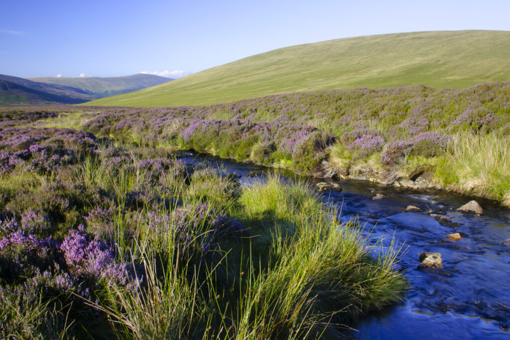 ENGLAND, Cumbria, Lake District National Park. Stream and the purple flowers of heather on moorland on lower Lonscale fell