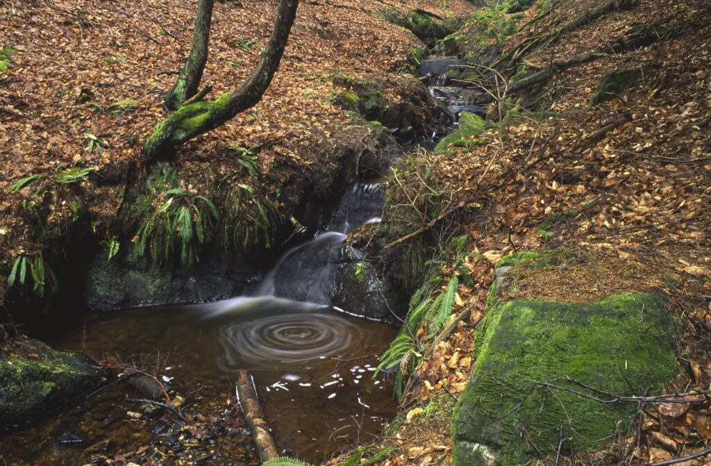 ENGLAND, Northumberland, Rothbury. A small stream flowing through woodland