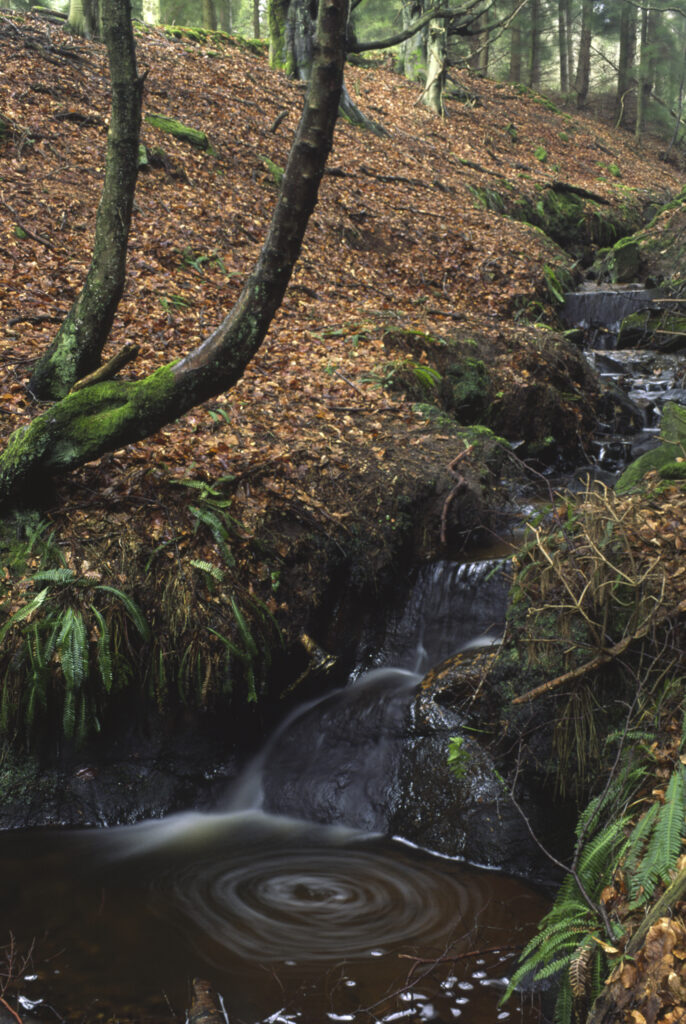 ENGLAND, Northumberland, Rothbury. A small stream flowing through woodland