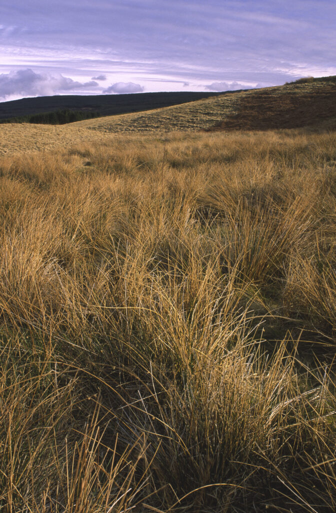 ENGLAND, Northumberland, Whitlee Moor. The wild landscape of this Northumberland Wildlife Trust Reserve near the Scottish Borders.