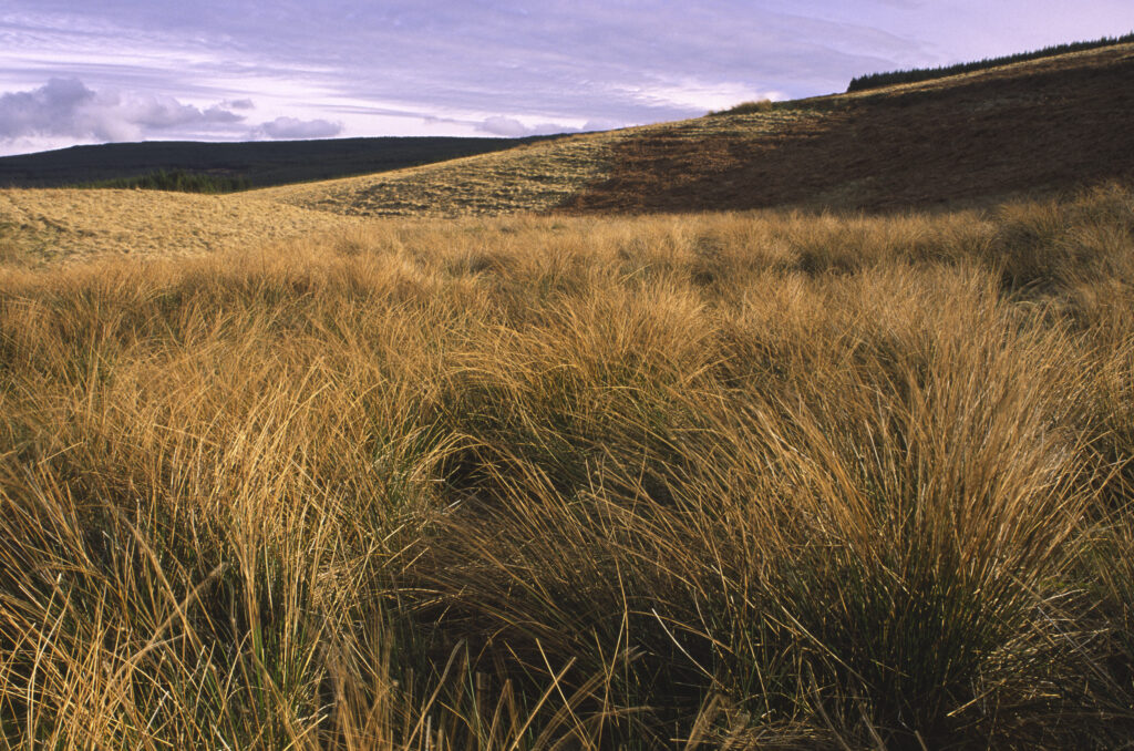 ENGLAND, Northumberland, Whitlee Moor. The wild landscape of this Northumberland Wildlife Trust Reserve near the Scottish Borders.