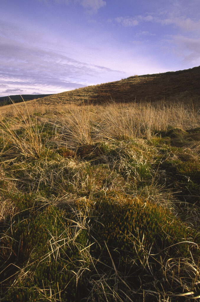 ENGLAND, Northumberland, Whitlee Moor. The wild landscape of this Northumberland Wildlife Trust Reserve near the Scottish Borders.