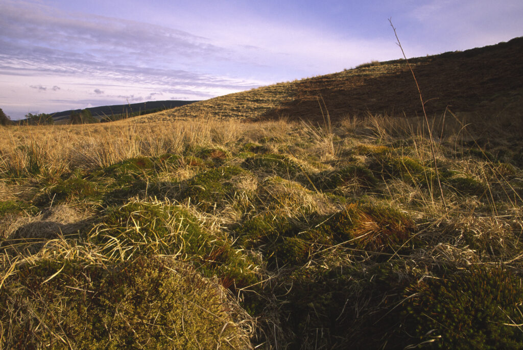 ENGLAND, Northumberland, Whitlee Moor. The wild landscape of this Northumberland Wildlife Trust Reserve near the Scottish Borders.