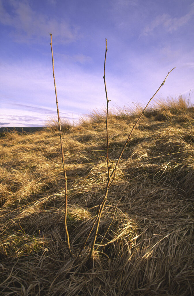 ENGLAND, Northumberland, Whitlee Moor. A young tree planted in the wild landscape of the Northumberland Wildlife Trust Reserve near the Scottish Borders.