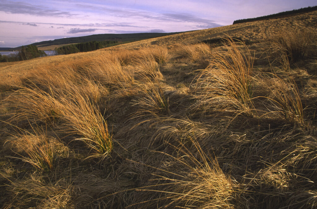 ENGLAND, Northumberland, Whitlee Moor. The wild landscape of this Northumberland Wildlife Trust Reserve near the Scottish Borders.