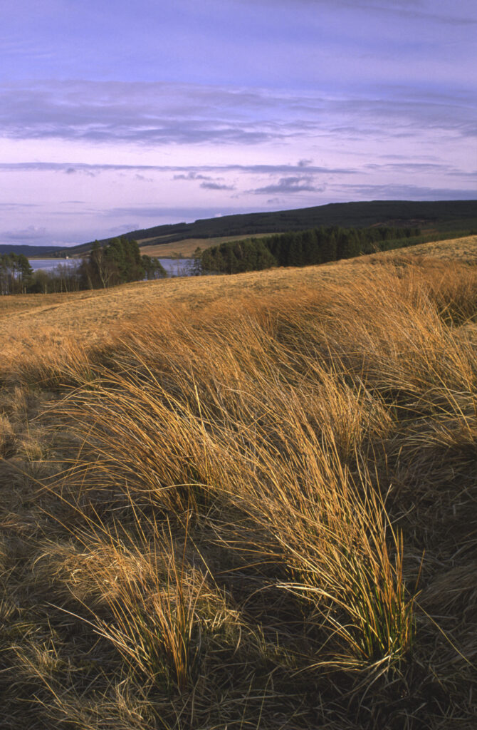 ENGLAND, Northumberland, Whitlee Moor. The wild landscape of this Northumberland Wildlife Trust Reserve near the Scottish Borders.