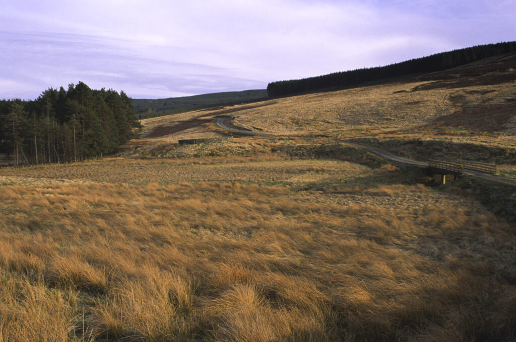 ENGLAND, Northumberland, Whitlee Moor. The wild landscape of this Northumberland Wildlife Trust Reserve near the Scottish Borders.