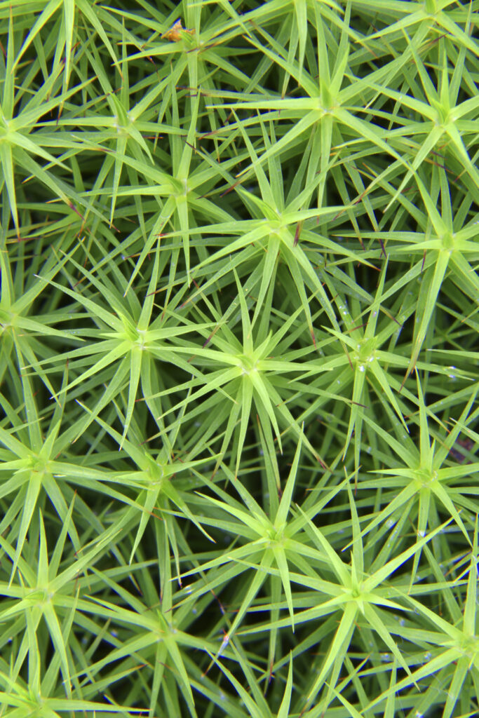 ENGLAND, Northumberland, Rothbury. A close up view of an un-identified moss.