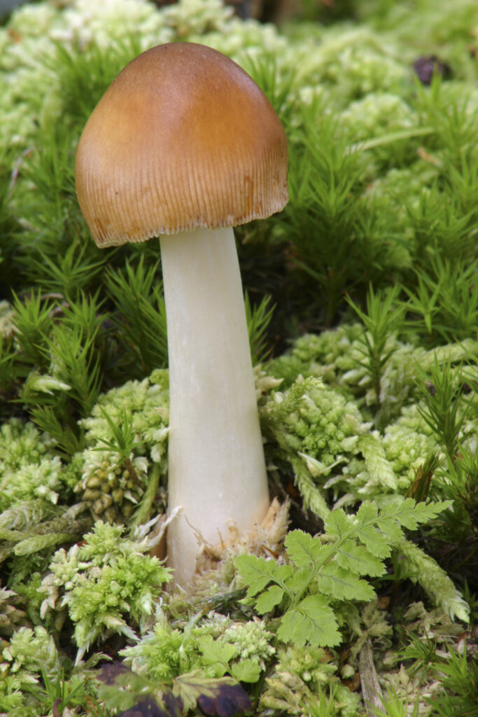ENGLAND, Northumberland, Rothbury. Tawny Grisette fungi (Amanita fulva) surrounded by various mosses and plants.