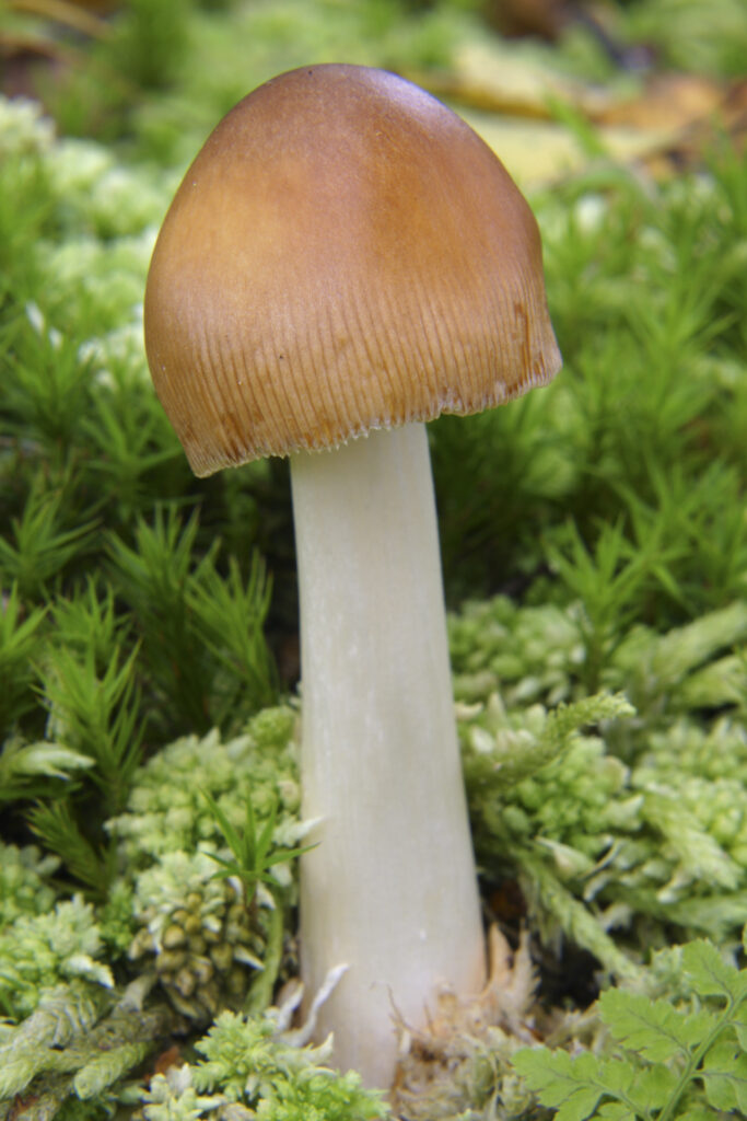 ENGLAND, Northumberland, Rothbury. Tawny Grisette fungi (Amanita fulva) surrounded by various mosses and plants.