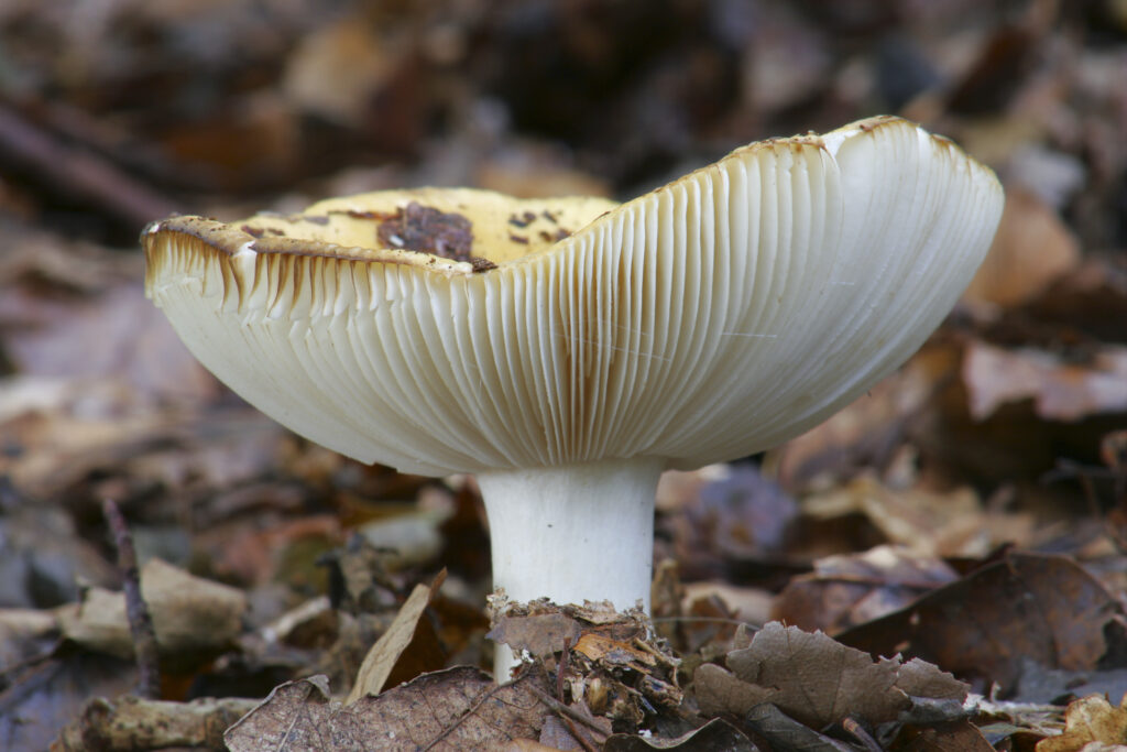 ENGLAND Staffordshire Kinver Common, Autumn shot of un-identified fungi / mushroom / toad stool.