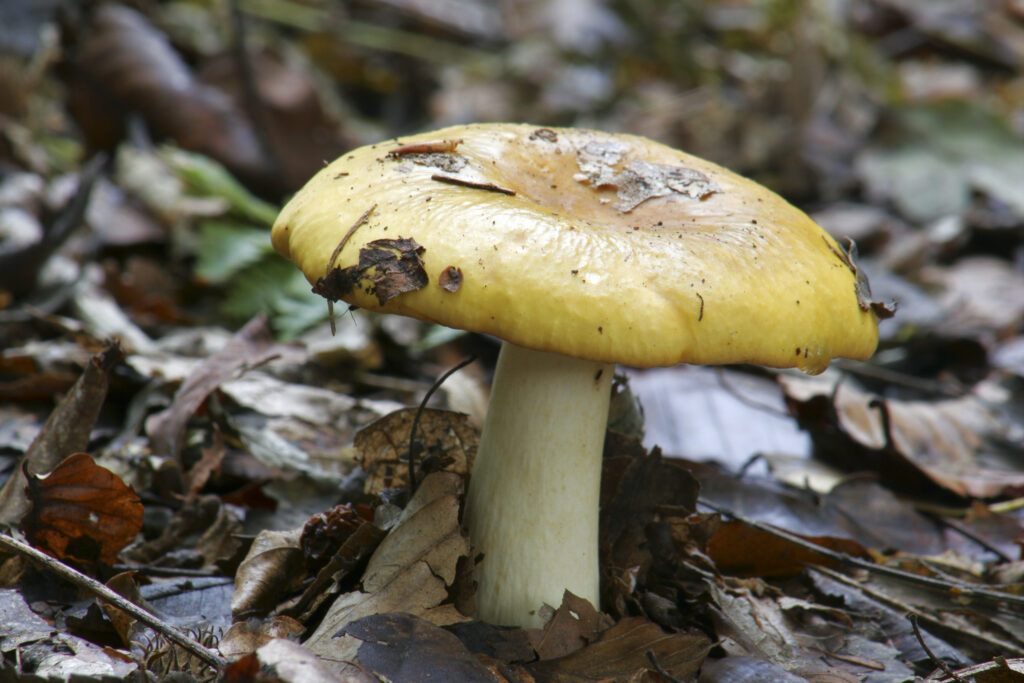 ENGLAND Staffordshire Kinver Common, Autumn shot of un-identified fungi / mushroom / toad stool.