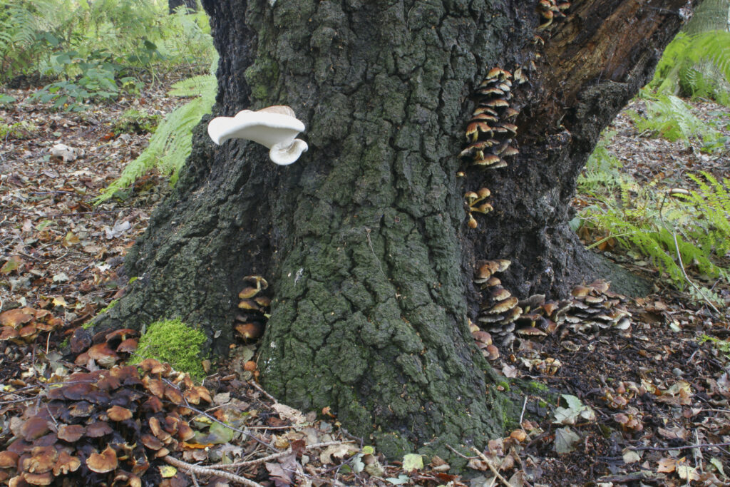 England, Staffordshire, Kinver. Bracket fungi / fungus on tree in forestry commision woodland near Kinver Edge in West Midlands