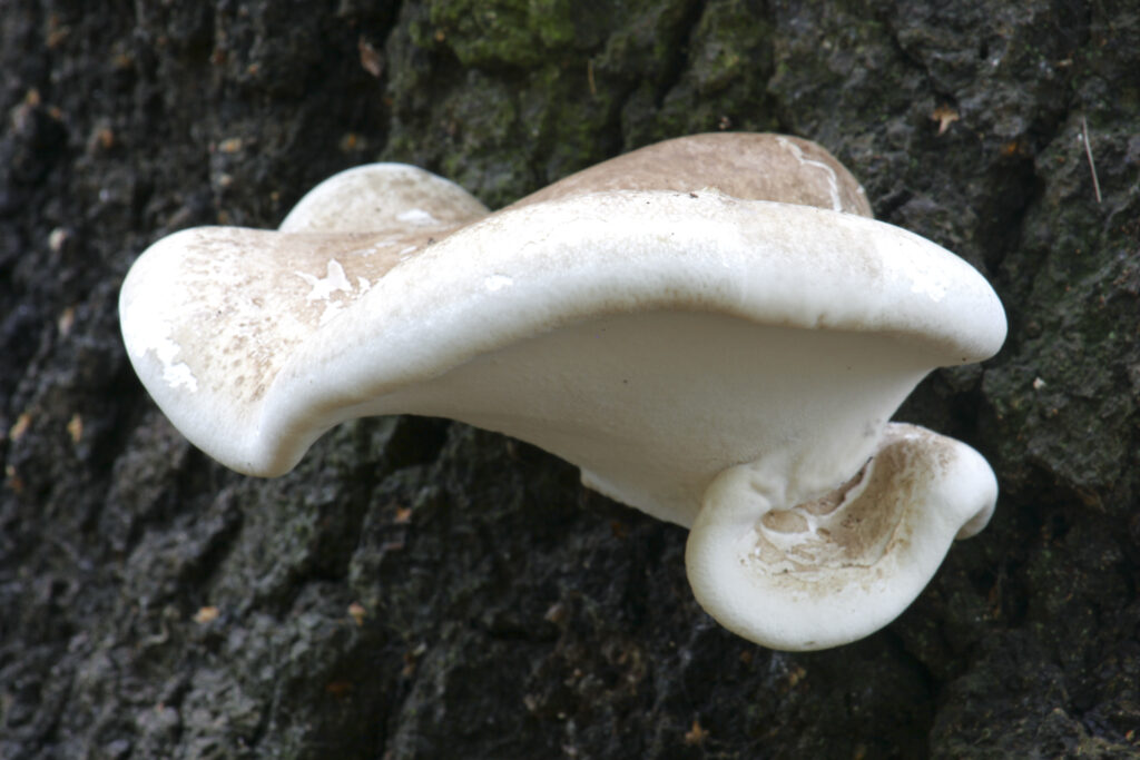 England, Staffordshire, Kinver. Bracket fungi / fungus on tree in forestry commision woodland near Kinver Edge in West Midlands
