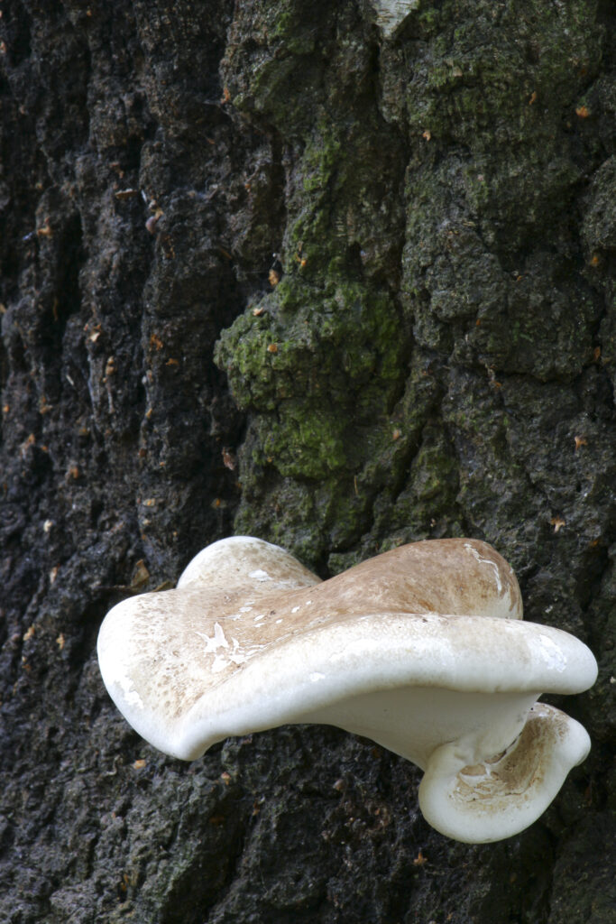 England, Staffordshire, Kinver. Bracket fungi / fungus on tree in forestry commision woodland near Kinver Edge in West Midlands