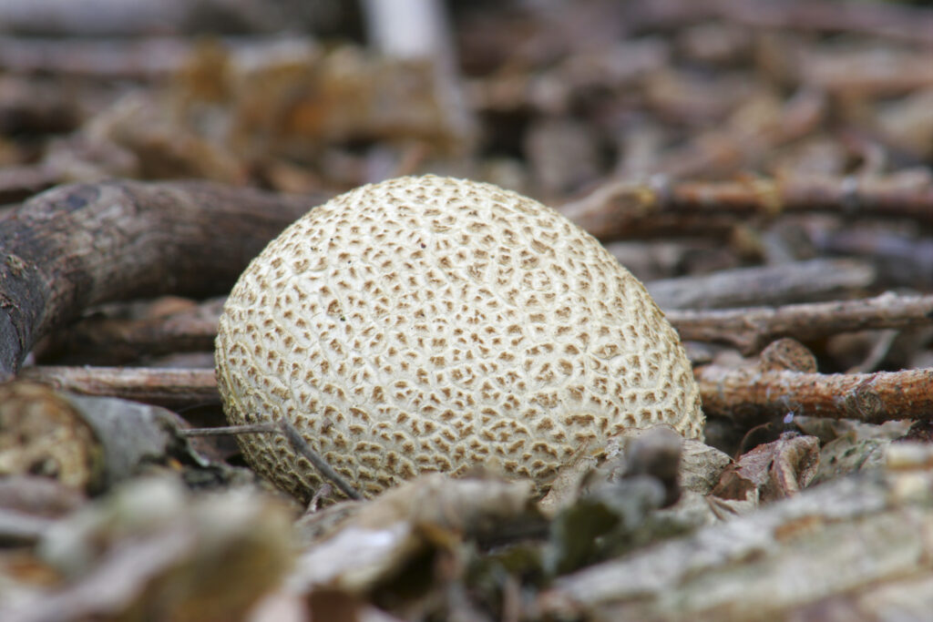 ENGLAND Staffordshire Kinver Common Earthball Seleroderma Citrinum growing in woodland