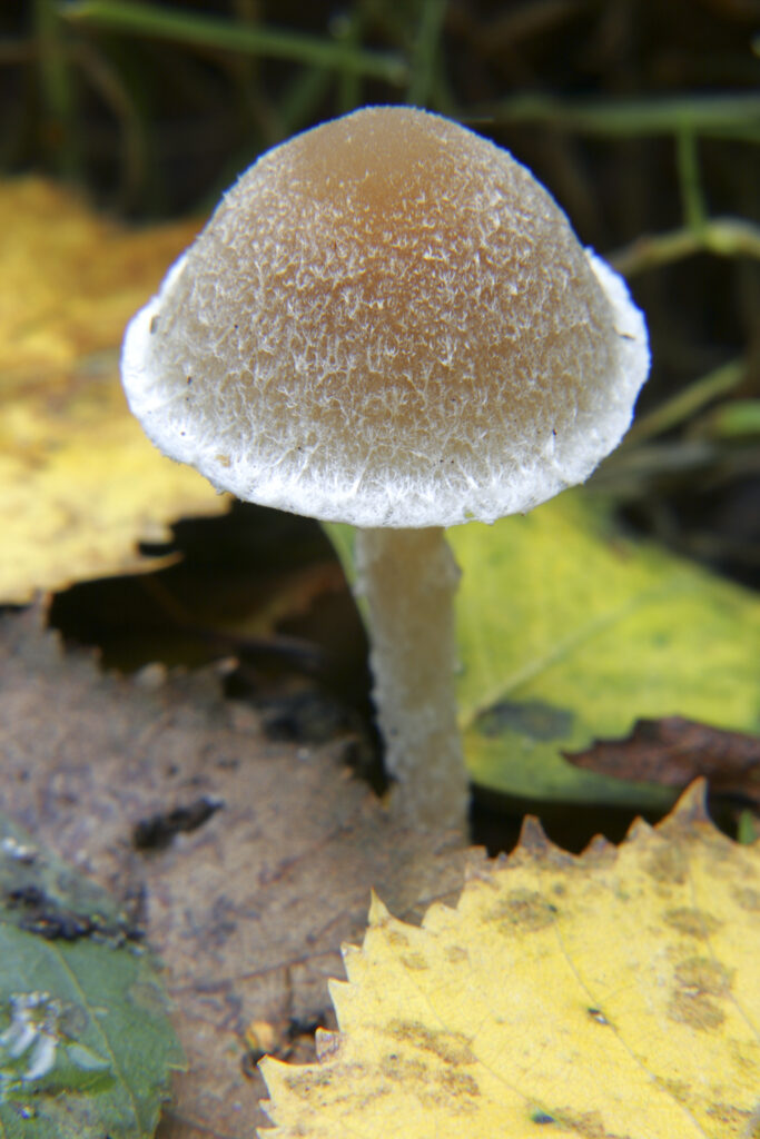 ENGLAND Staffordshire Kinver Common, Autumn shot of un-identified fungi / mushroom / toad stool.