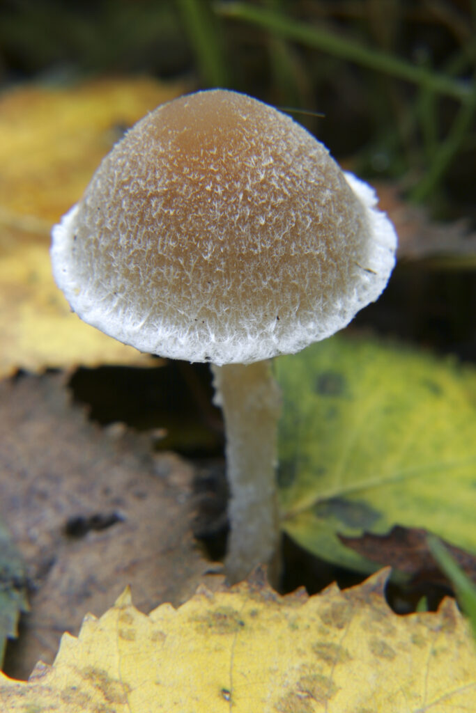 ENGLAND Staffordshire Kinver Common, Autumn shot of un-identified fungi / mushroom / toad stool.