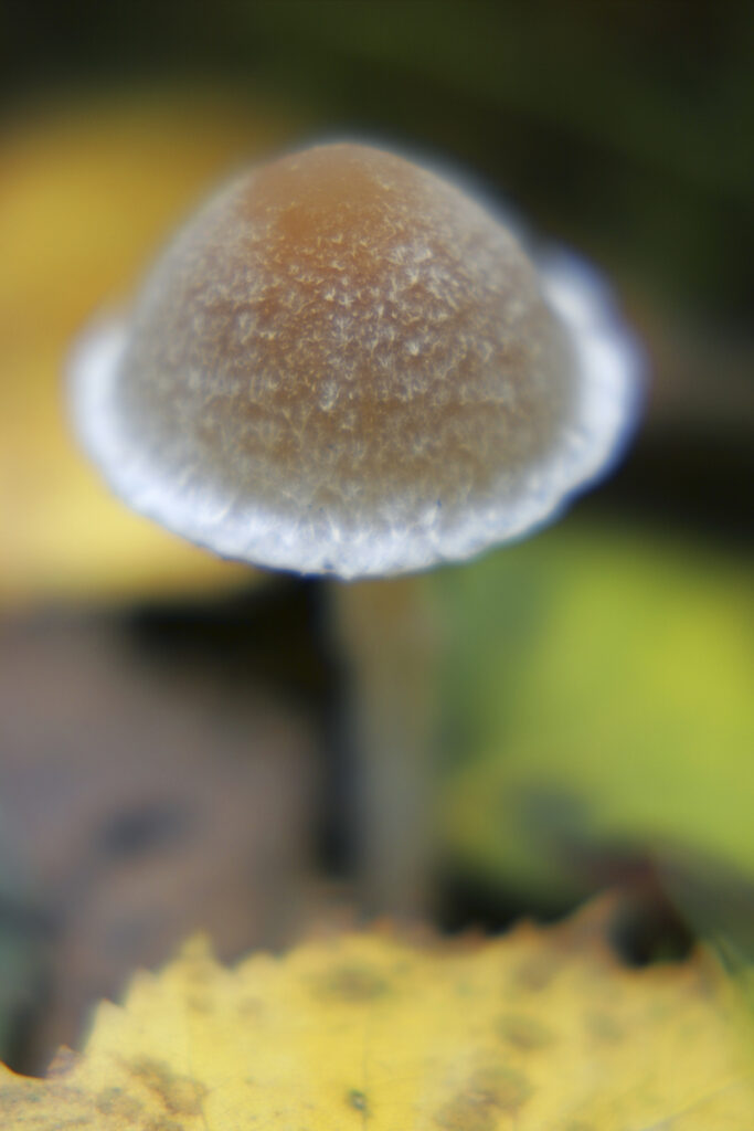 ENGLAND Staffordshire Kinver Common, Autumn shot of un-identified fungi / mushroom / toad stool.