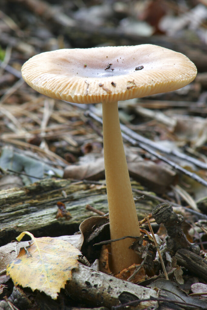 ENGLAND Staffordshire Kinver Common, Autumn shot of un-identified fungi / mushroom / toad stool.