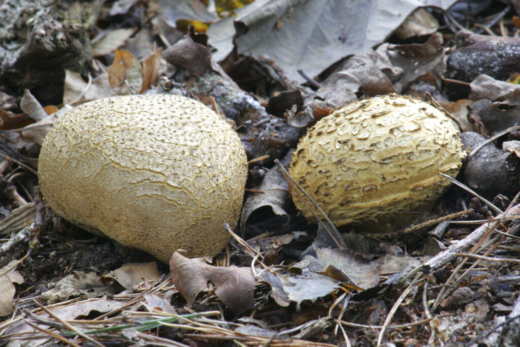 ENGLAND Staffordshire Kinver Common Earthball Seleroderma Citrinum growing in woodland
