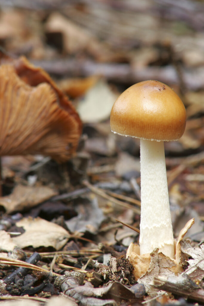 England Staffordshire Kinver Tawny Grisette fungi Amanita fulva and other fungi