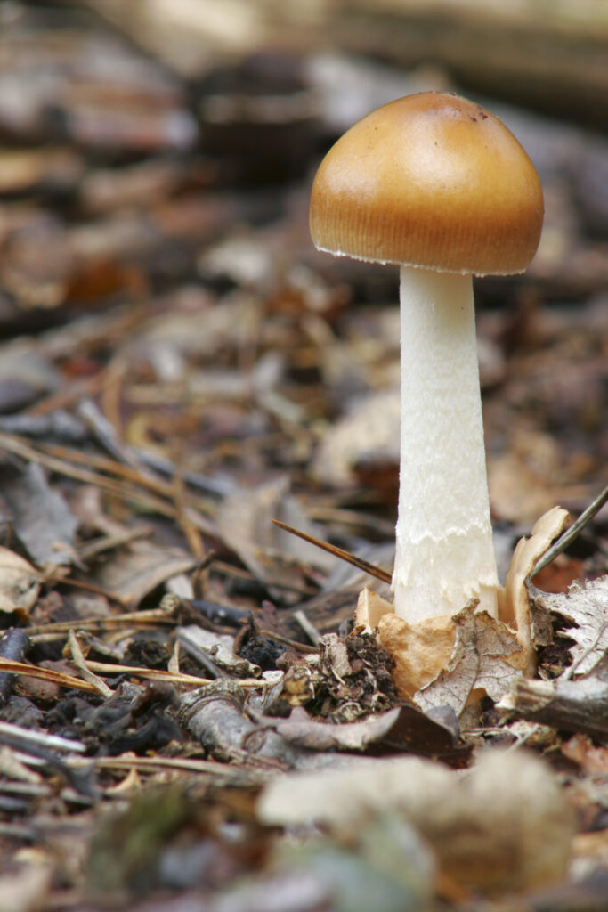 England Staffordshire Kinver Tawny Grisette fungi Amanita fulva and other fungi
