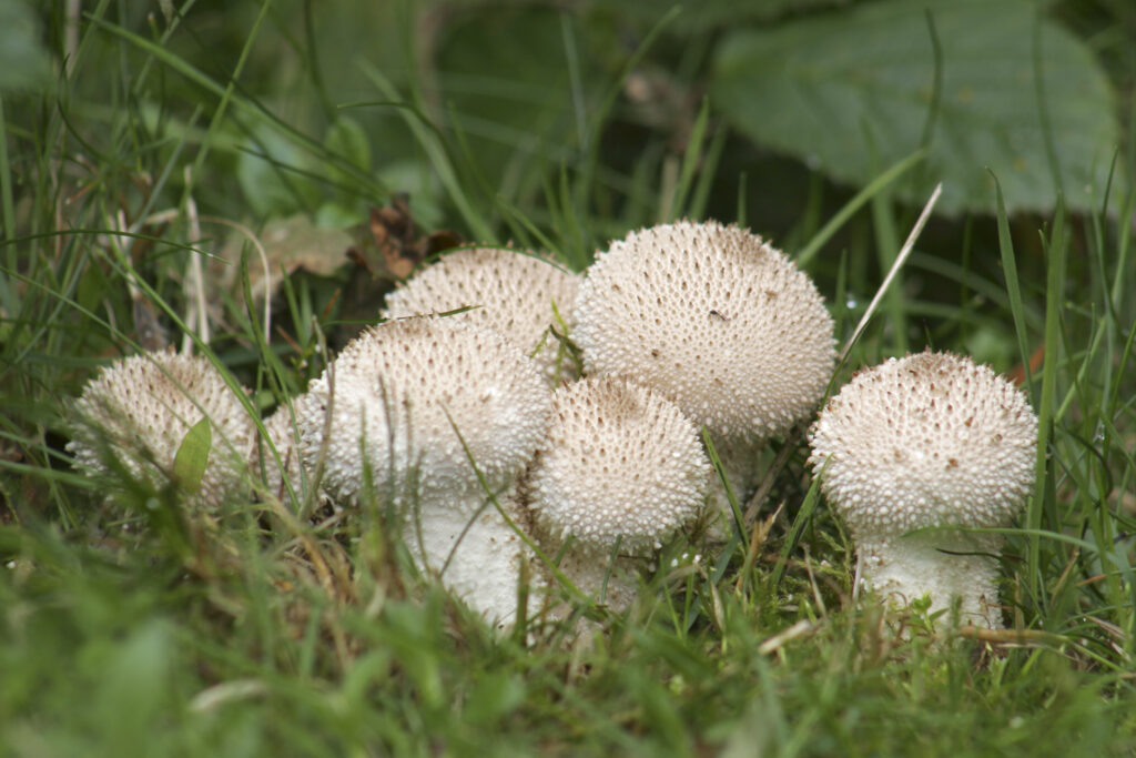 ENGLAND Staffordshire Kinver Common Puffball Lycoperdon Perlatum growing in woodland