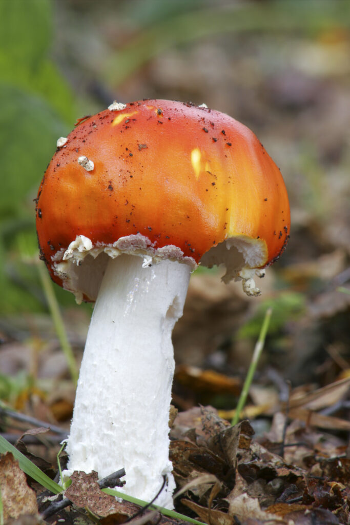 England Staffordshire Kinver Fly Agaric Fungi Amanita Muscaria