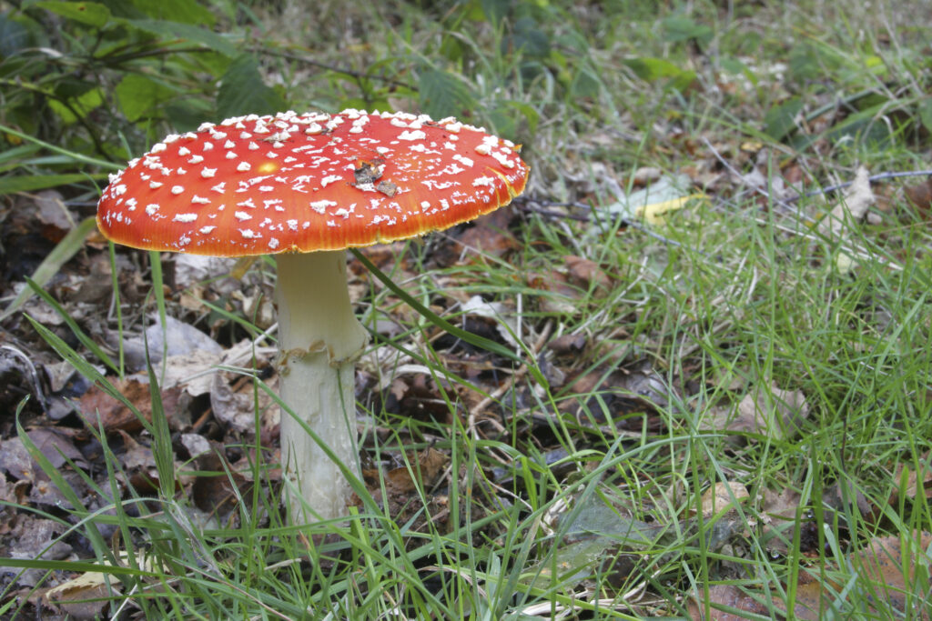 England Staffordshire Kinver Fly Agaric Fungi Amanita Muscaria