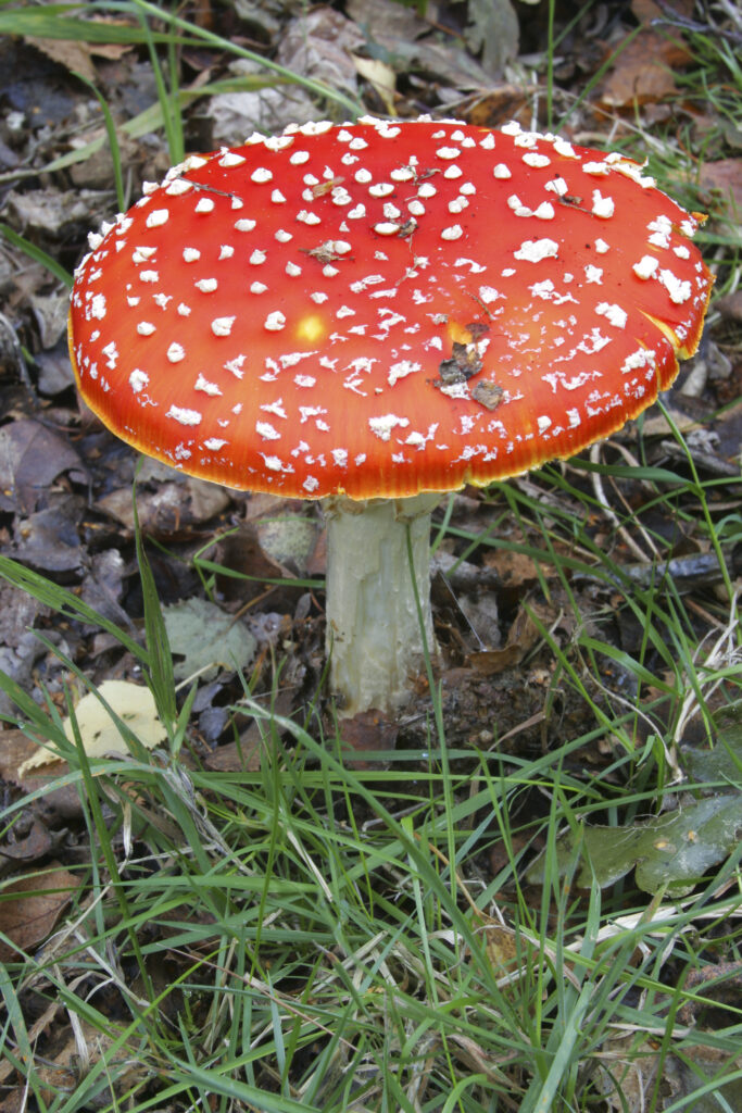 England Staffordshire Kinver Fly Agaric Fungi Amanita Muscaria