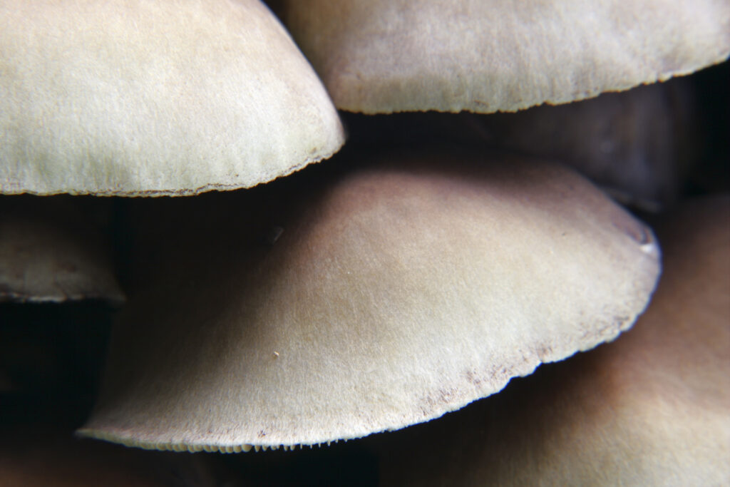England Staffordshire Kinver Close up view of unidentified fungi in foresty commission woodland