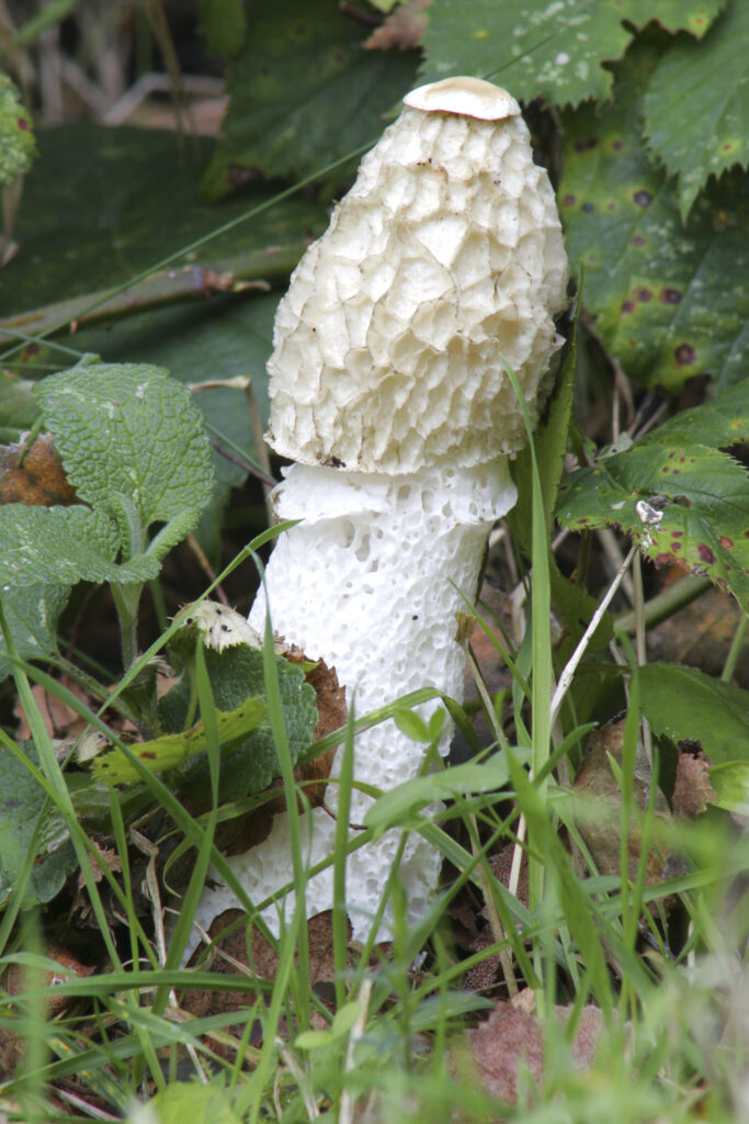 England, Worcestershire Wyre Forest. Autumn shot of mushroom / fungi Stinkhorn Phallus impudicus