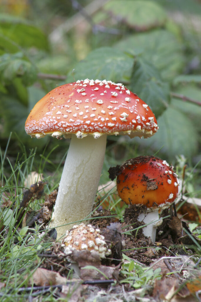 England Staffordshire Kinver Fly Agaric Fungi Amanita Muscaria