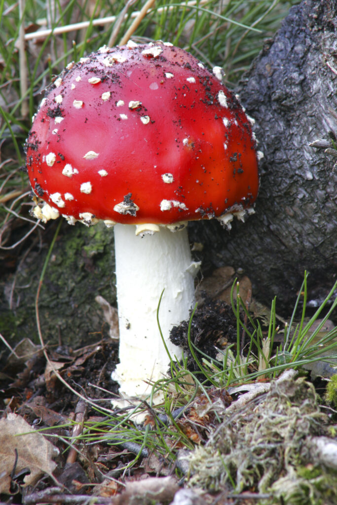 England Staffordshire Kinver Fly Agaric Fungi Amanita Muscaria