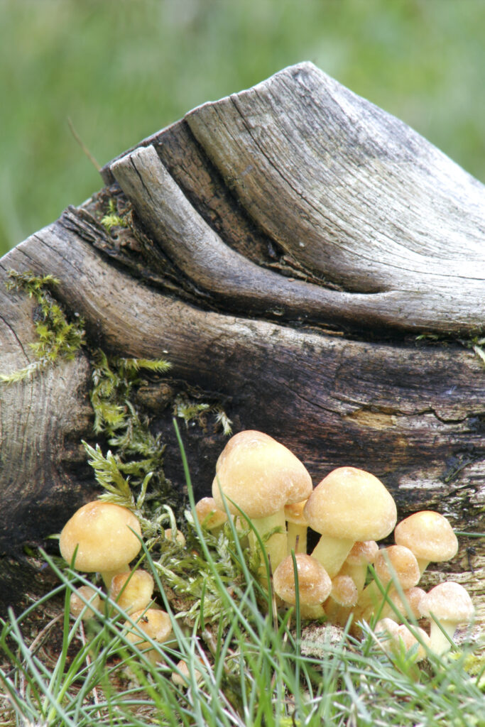ENGLAND Staffordshire Kinver Common, Autumn shot of un-identified fungi / mushroom / toad stool.