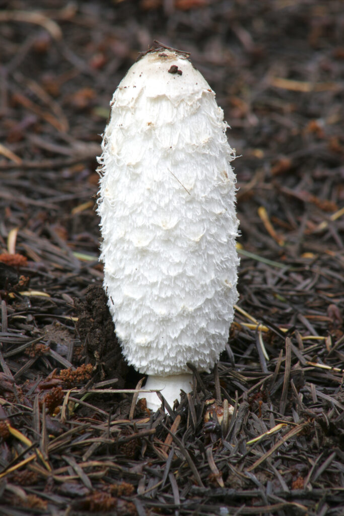 ENGLAND Worcestshire Wyre Forest Shaggy Ink Cap coprinus comatus growing in forestry commission woodland