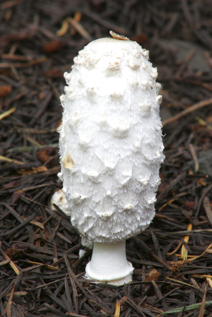 ENGLAND Worcestshire Wyre Forest Shaggy Ink Cap coprinus comatus growing in forestry commission woodland