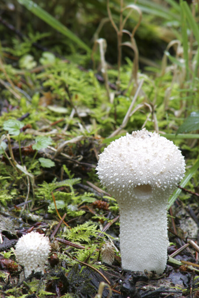 ENGLAND Worcestshire Wyre Forest Common Puffball Lycoperdon Perlatum growing in forestry commission woodland