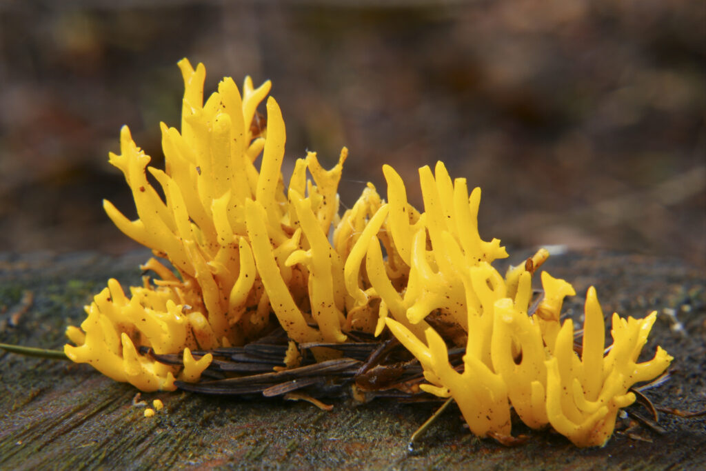 ENGLAND Worcestshire Wyre Forest Yellow Antler Fungus Calocera Viscosa growing in forestry commission woodland