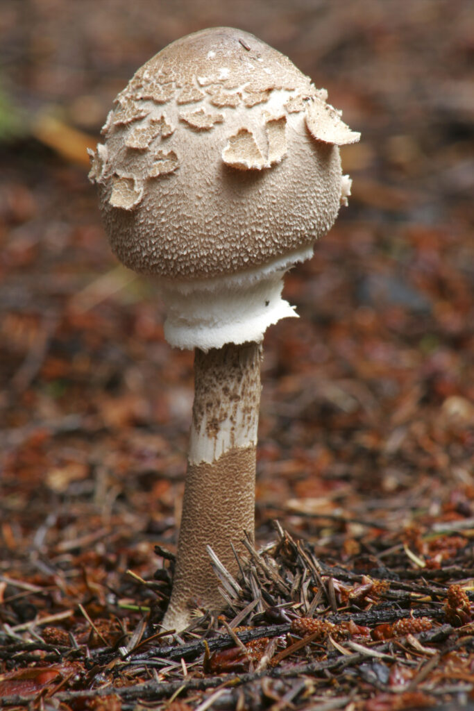 England, Worcestershire Wyre Forest. Autumn shot of un-identified fungi / mushroom / toad stool.
