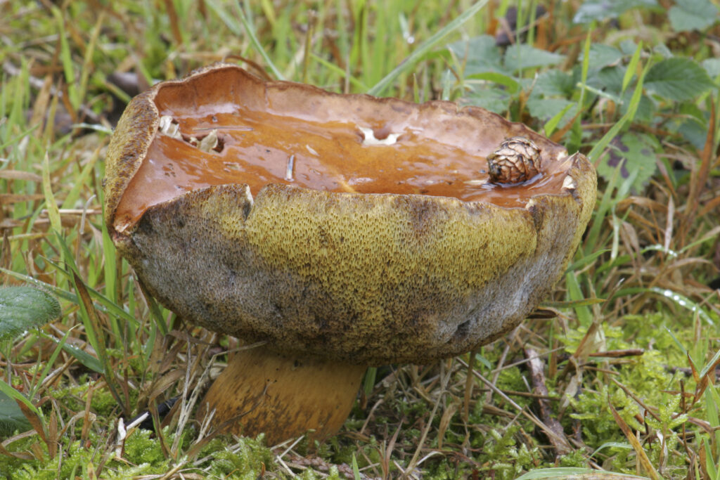 England, Worcestershire Wyre Forest. Autumn shot of un-identified fungi / mushroom / toad stool.