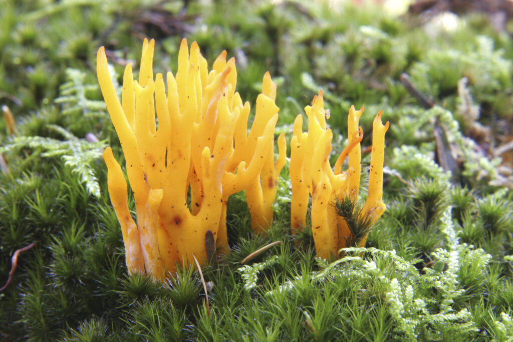 ENGLAND Worcestshire Wyre Forest Yellow Antler Fungus Calocera Viscosa growing in forestry commission woodland