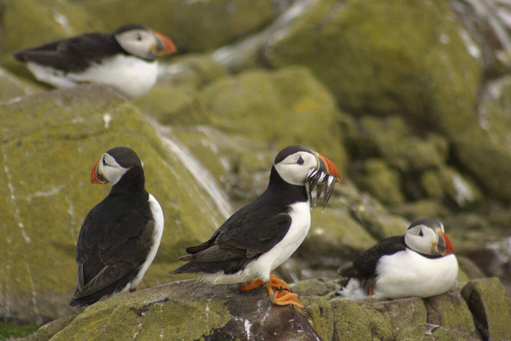England, Northumberland, Farne Islands. A group of puffins (one with sandeels in bill) at this a popular tourist attraction