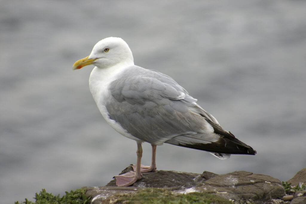 England, northumberland, farne islands (National Trust) A kittiwake photographed on the poular tourist attraction islands